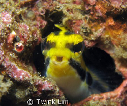 Talking blenny by Twink Lim 